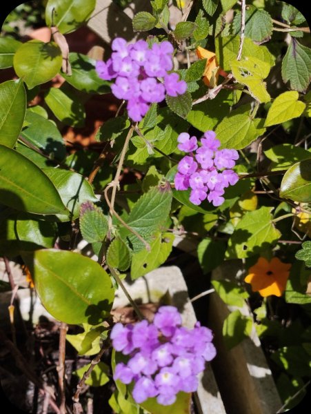 Wild Verbena Lantana 24 Feb 25.jpg