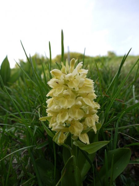 Wild yellow orchid single plant.jpg