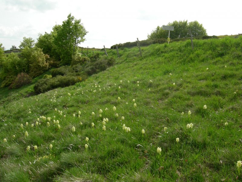 Wild yellow orchids in France.jpg