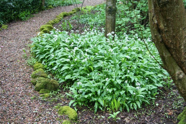 WildGarlic.jpg