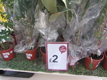 wilko house plants1.jpg