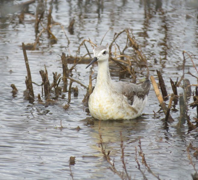 Wilson's Phalarope - Keyhaven (12).JPG