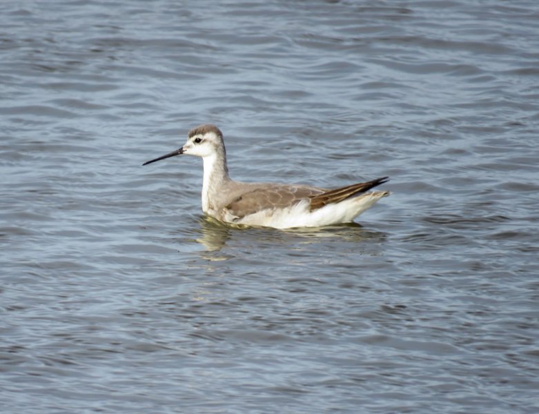 Wilson's Phalarope - Keyhaven (3).JPG