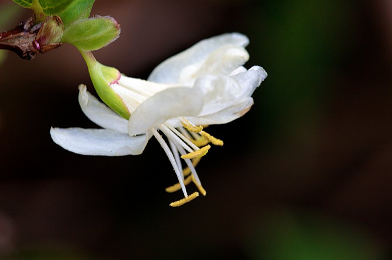 Winter-honeysuckle-first-flower.jpg