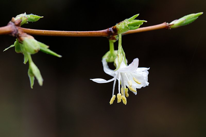 Winter-Honeysuckle-flower-15.jpg