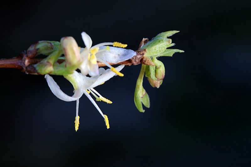 Winter-Honeysuckle-flower-16.jpg