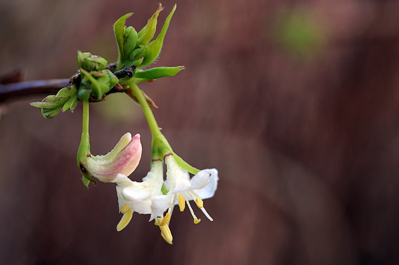 Winter-Honeysuckle-flower-17-3.jpg