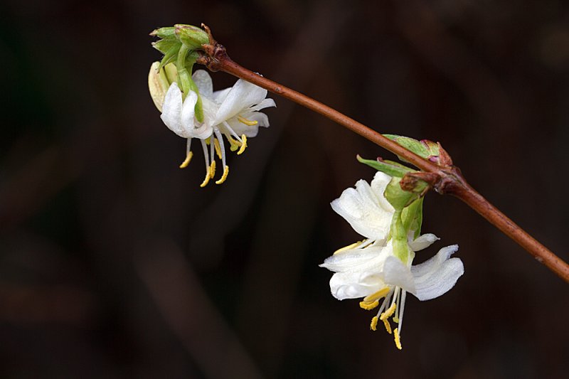 Winter-Honeysuckle-flowers.jpg