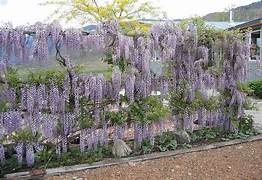 wisteria 2.jpg