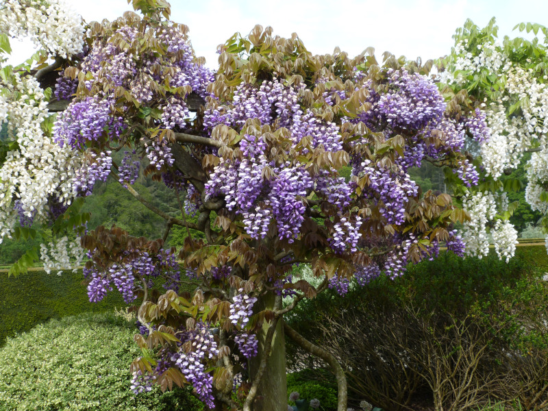 Wisteria brachybotrys Murasaki kapitan.JPG