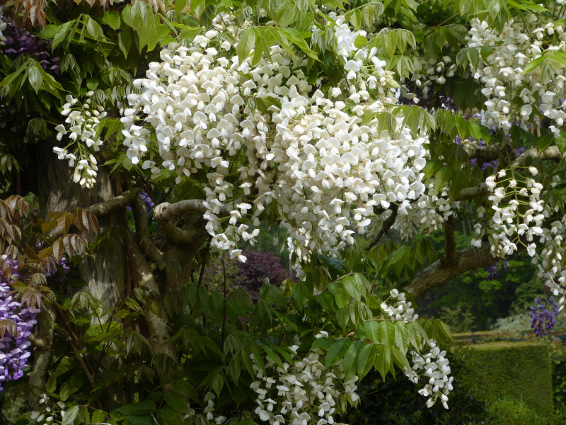 Wisteria brachybotrys Shiro kapitan.JPG