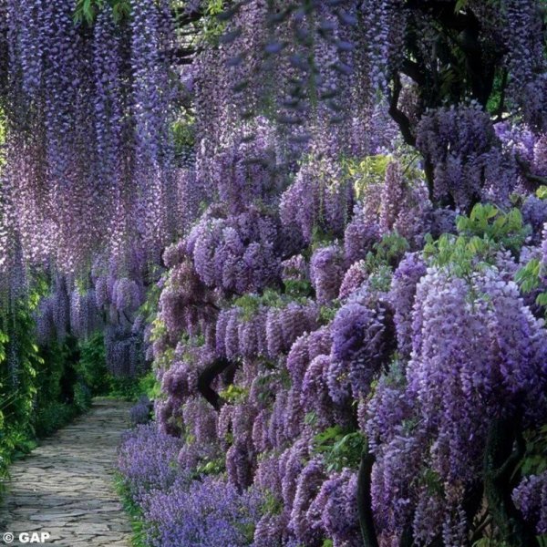 wisteria.jpg