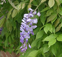 wisteria1.jpg