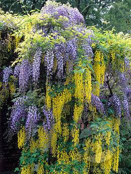 WisteriaAndLaburnum1.jpg