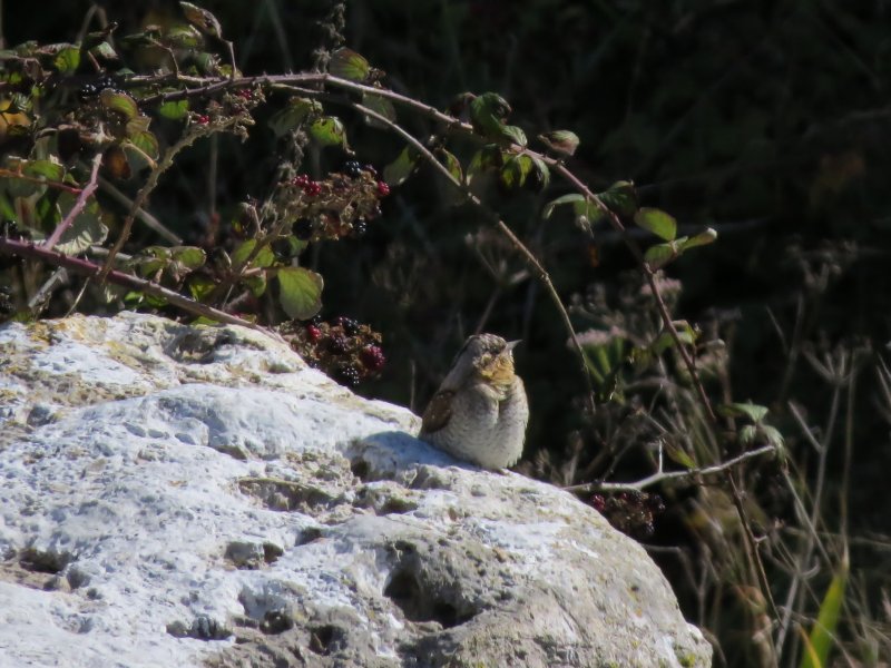 wryneck 1.JPG