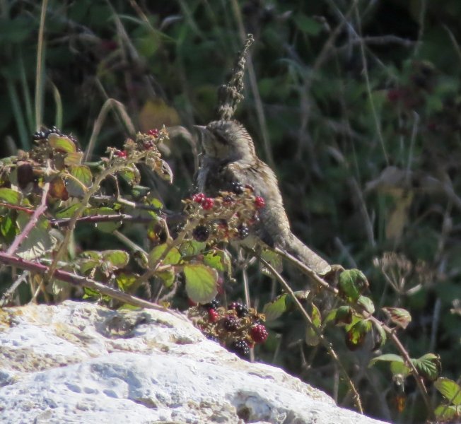 wryneck.JPG