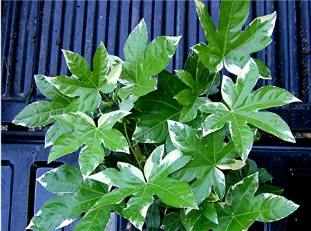 x_Fatsia_japonica_Variegata_.jpg