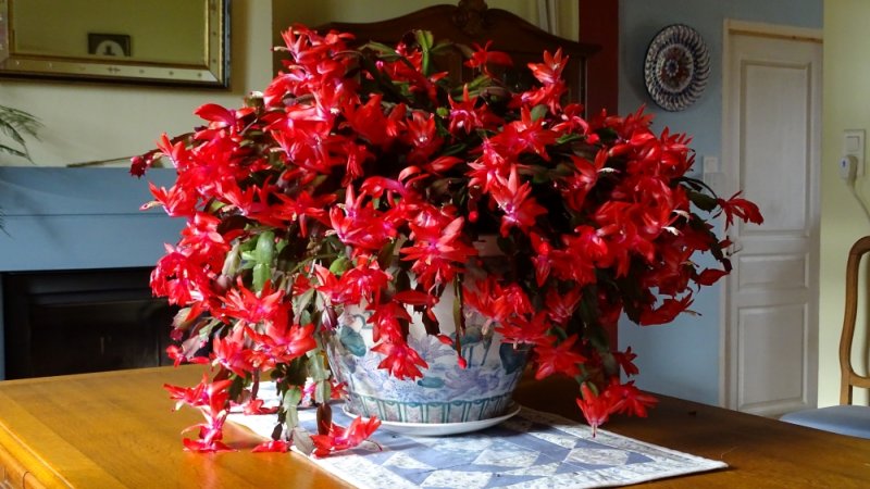 Xmas cactus 2.jpg