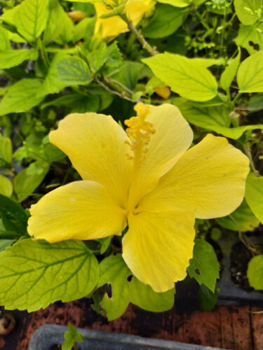 Yellow Hibiscus.jpg