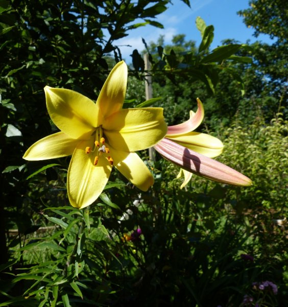 Yellow lily 1.jpg