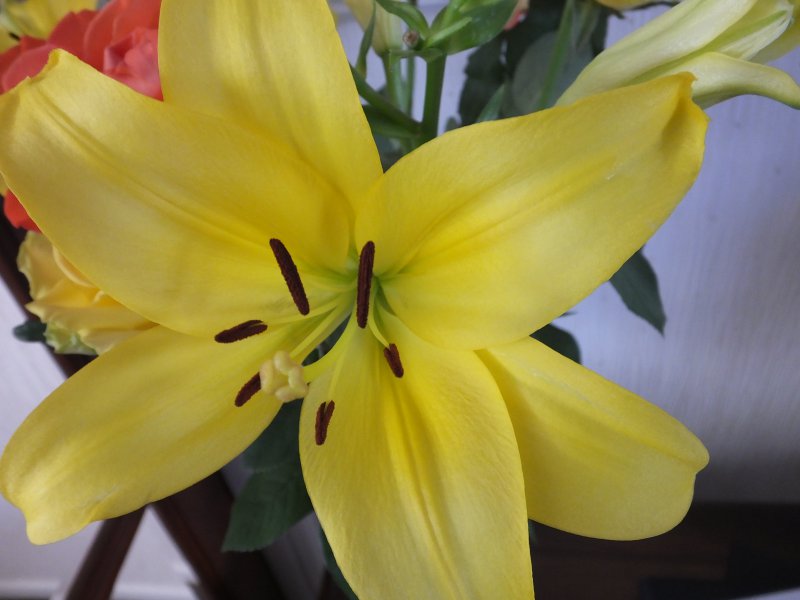 Yellow lily.JPG