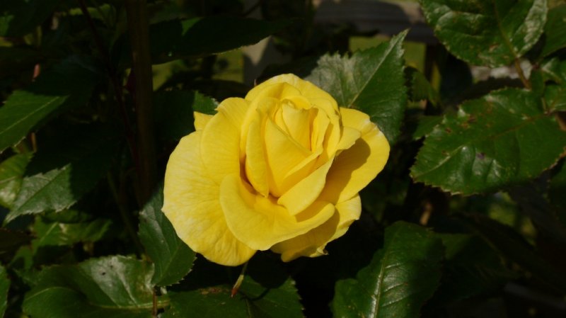 Yellow rose Kerastace 23 May 2012 001 (1024x575).jpg