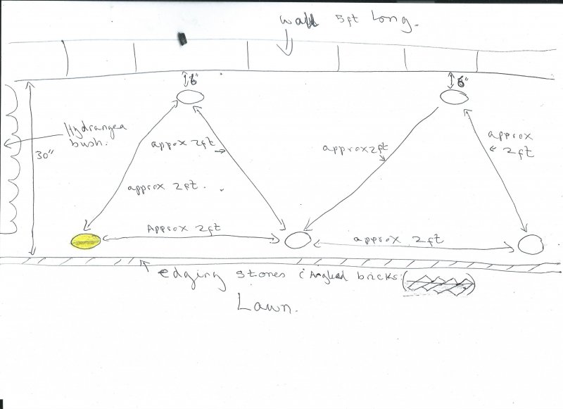 yellow rose layout.jpg