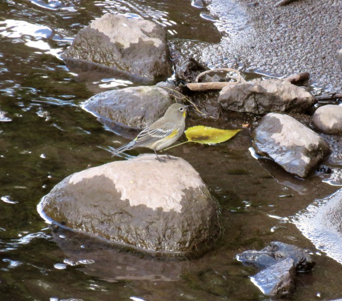 Yellow Rumped Warbler  (3).JPG