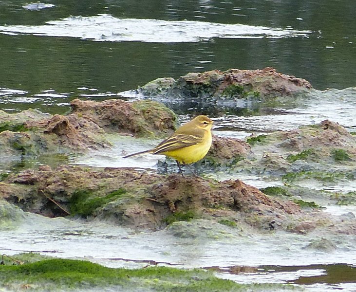 yellow wag 1.JPG