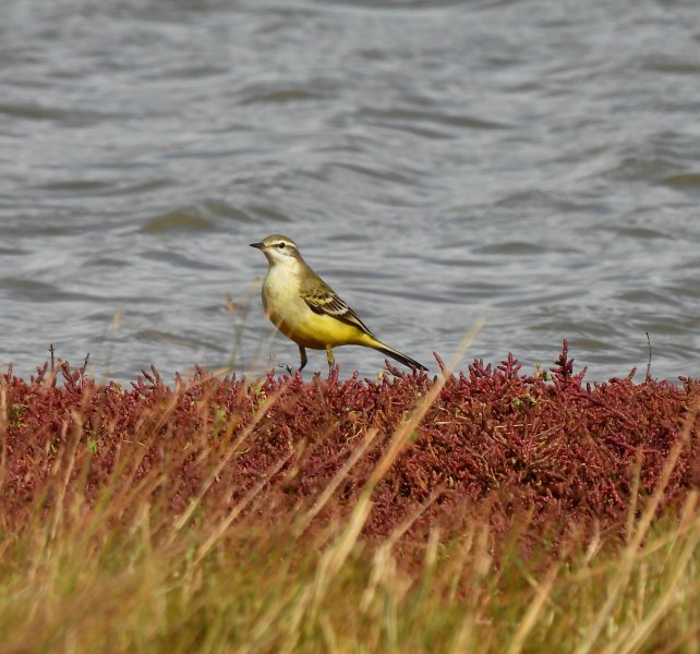 yellow wag 4.JPG