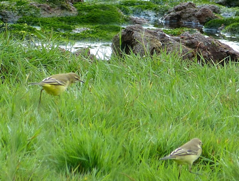 yellow wag 4.JPG