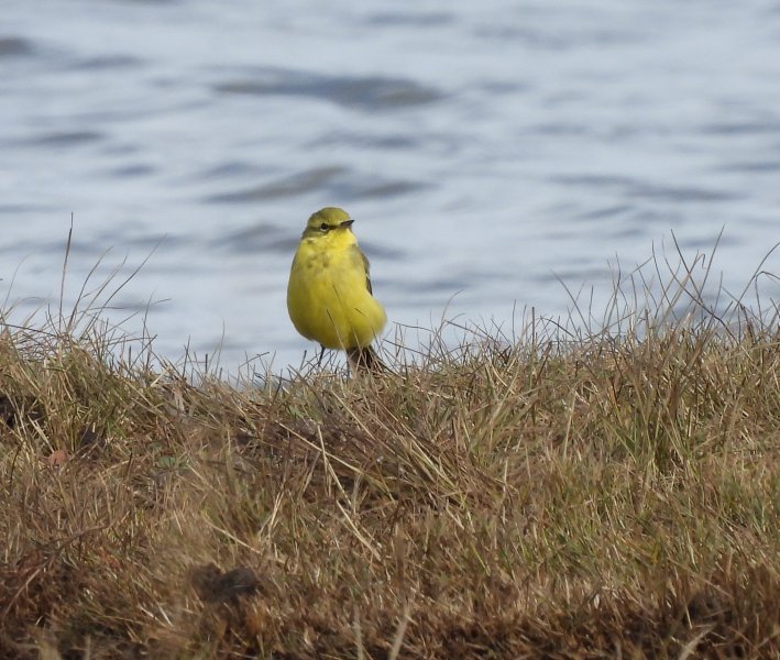 yellow wag 5.JPG