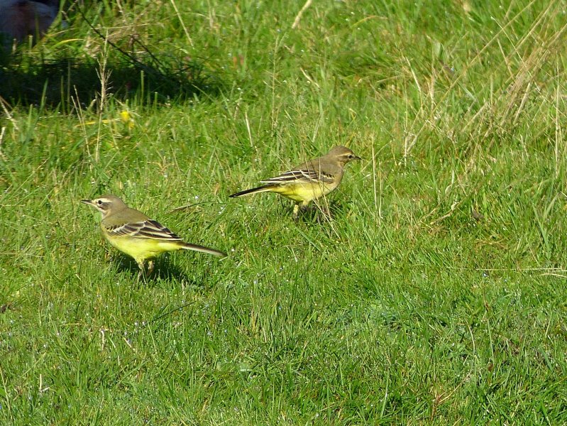 Yellow Wagtails - Keysworth farm.JPG