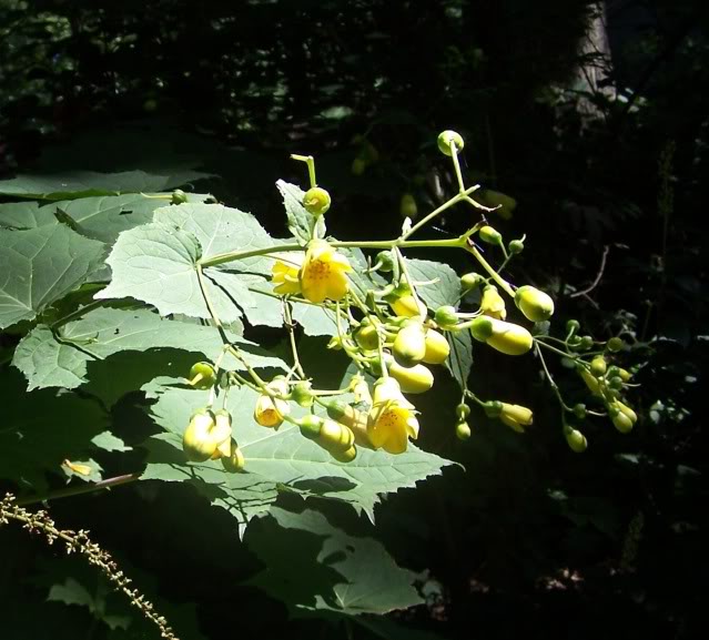 yellow wax bell.jpg