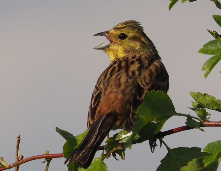 yellowhammer2020A.jpg