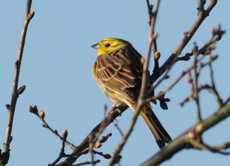 yellowhammer2020JWA.jpg