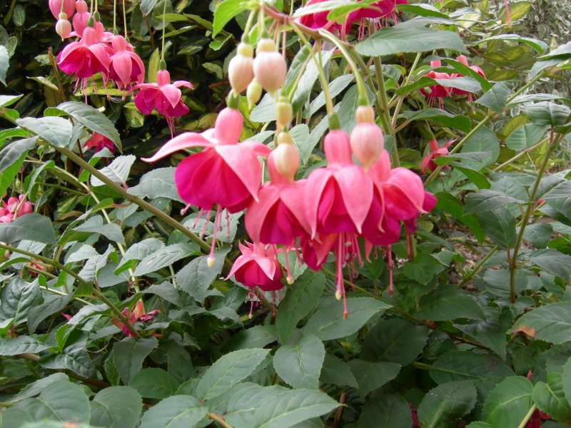 Youlden House fuchsia.JPG