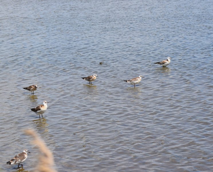 young gulls.jpg