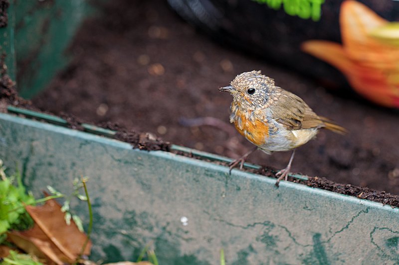 Young-Robin-crop-2.jpg