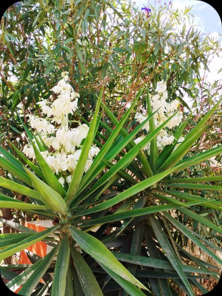 Yucca 3 Oct 24.jpg