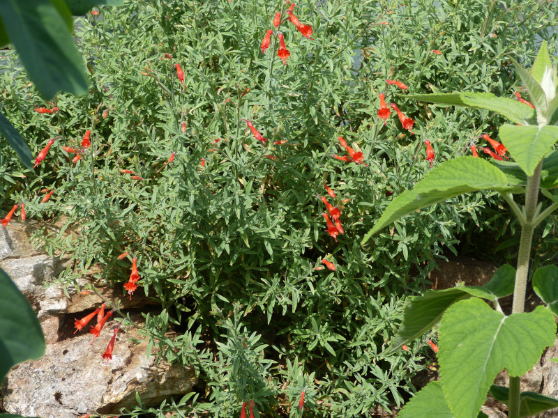 Zauschneria californica Glasnevin.JPG