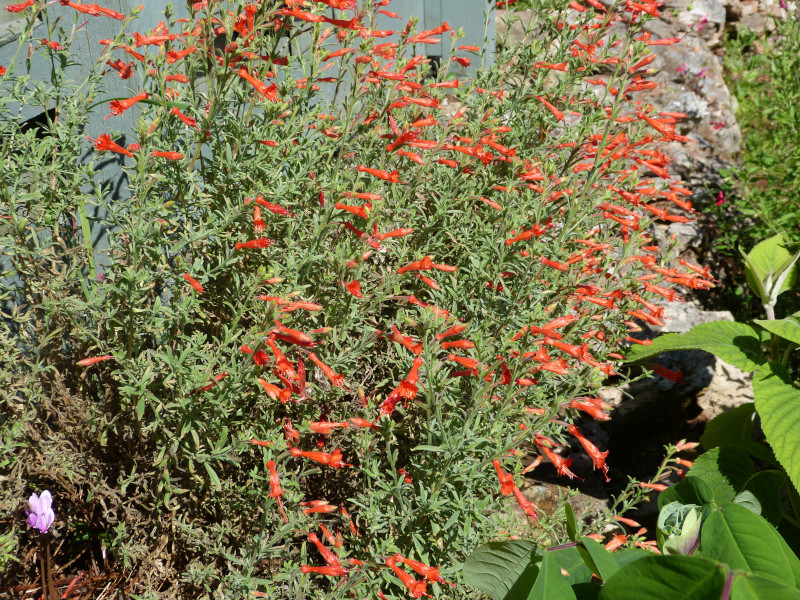 Zauschneria californica Western Hills.jPG