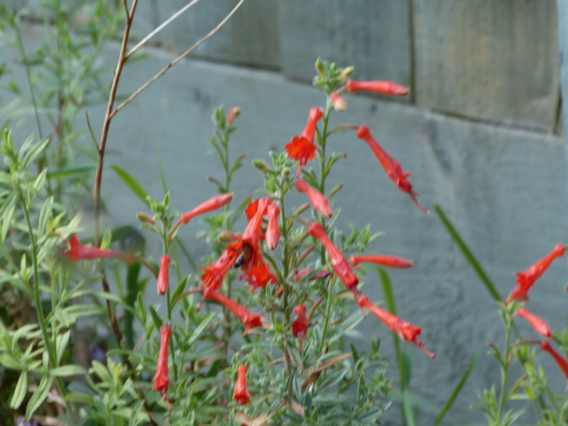 Zauschneria californica Western Hills.JPG