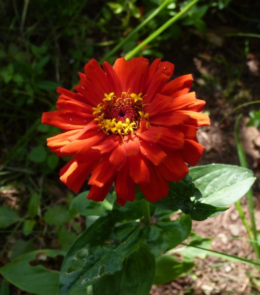 Zinnia 2017.JPG