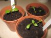 Dahlia sunshine seedlings.jpg