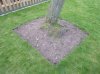 1103 Tree Surround 001.jpg