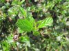 Leaf close up.jpg