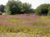 Prairie Planting 1.jpg