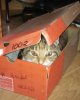 Cat in a box.jpg