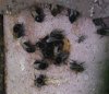 2010-05-22-bees-nesting.jpg